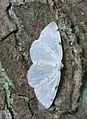 Lomographa bimaculata  (Fabricius, 1775)