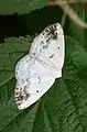 Lomographa temerata  (Denis & Schiffermüller, 1775)