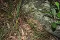 Lomandra gracilis