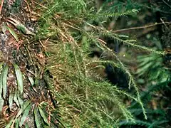 Grammitis wattsii