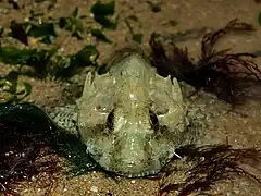 Taurulus bubalis.