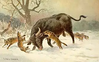 Auroch (Bos primigenius).