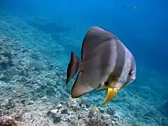 Platax teira