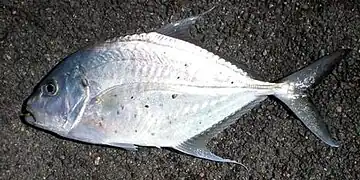 Carangoides chrysophrys