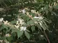 Lonicera maackii