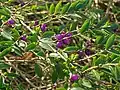 Baies de Lonicera Pileata