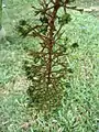 Infructescence.