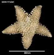 Lophaster stellans