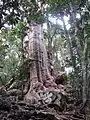 Arbre