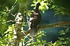 Pigeon des lauriers, espèce sympatrique également endémique des îles Canaries