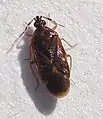 Loricula pselaphiformis, mâle.
