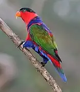 Lorius lory