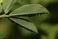 Pilosité de la face inférieure de la feuille