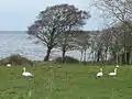 Le lough Neagh près d'Ardmore Point.