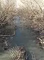 Loutre Noire au Pré Pagny.