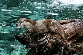 Une loutre d'Europe.
