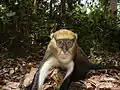 Mone de Lowe (Cercopithecus lowei)