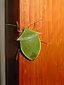Loxa viridis
