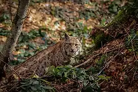 Lynx boréal.