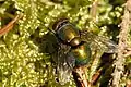 Lucilia bufonivora (Lucilia, Calliphoridae)