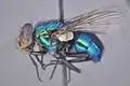 Lucilia eximia