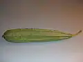 Luffa acutangula.
