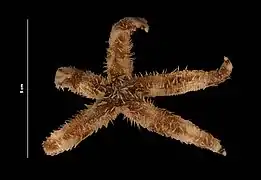 Luidia alternata