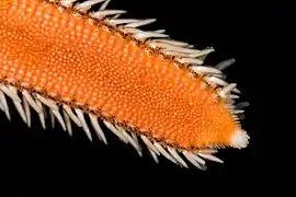 Détail du bras.