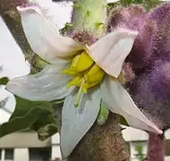 Fleurs.