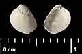 Fossile de l’espèce Lutetia munieri