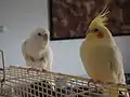 Deux perruches ( à gauche une albinos et à droite une lutino )