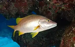 Lutjanus apodus