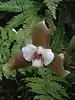 Lycastinae: Lycaste powellii