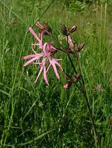 Lychnide fleur de coucou