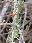Fruit