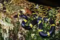Lycodon laoensis
