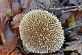 Vesses de Loup, Combrailles, AuvergneVesse-de-loup hérissée (Lycoperdon echinatum)