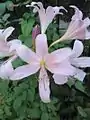 Fleurs de Lycoris squamigera.