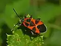 Tropidothorax leucopterus.