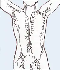 Système lymphatique abdominal et thoracique.