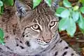 Le lynx des Carpates