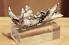 Lynx des cavernes
