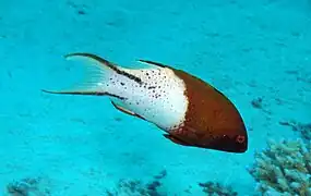Bodianus anthioides