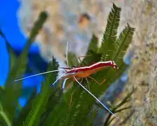 Lysmata amboinensis