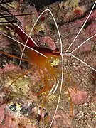 Lysmata grabhami