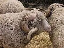 Gros plan sur un bélier au milieu d'autres ovins