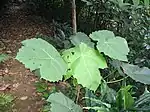 Macaranga gigantea