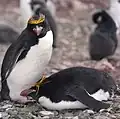 Gorfou doré