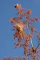 Panicules florales