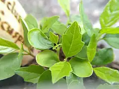 Plantules